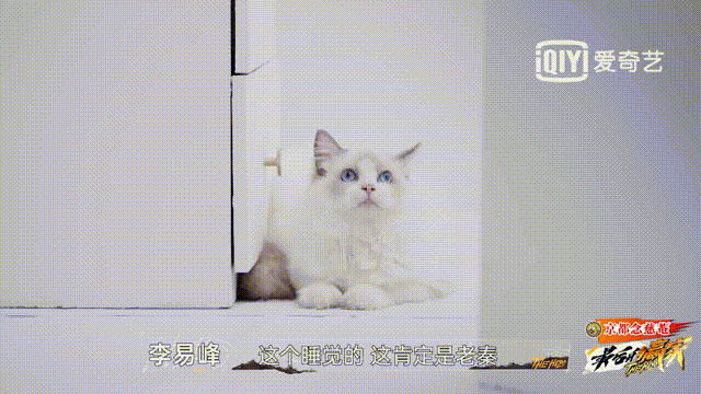 李易峰密室脱困展开新一轮探索，队友们竟变成猫咪