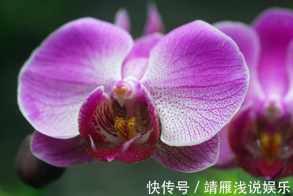 蝴蝶兰是有名的年宵花,开花似蝴蝶,十分好养你也能上手