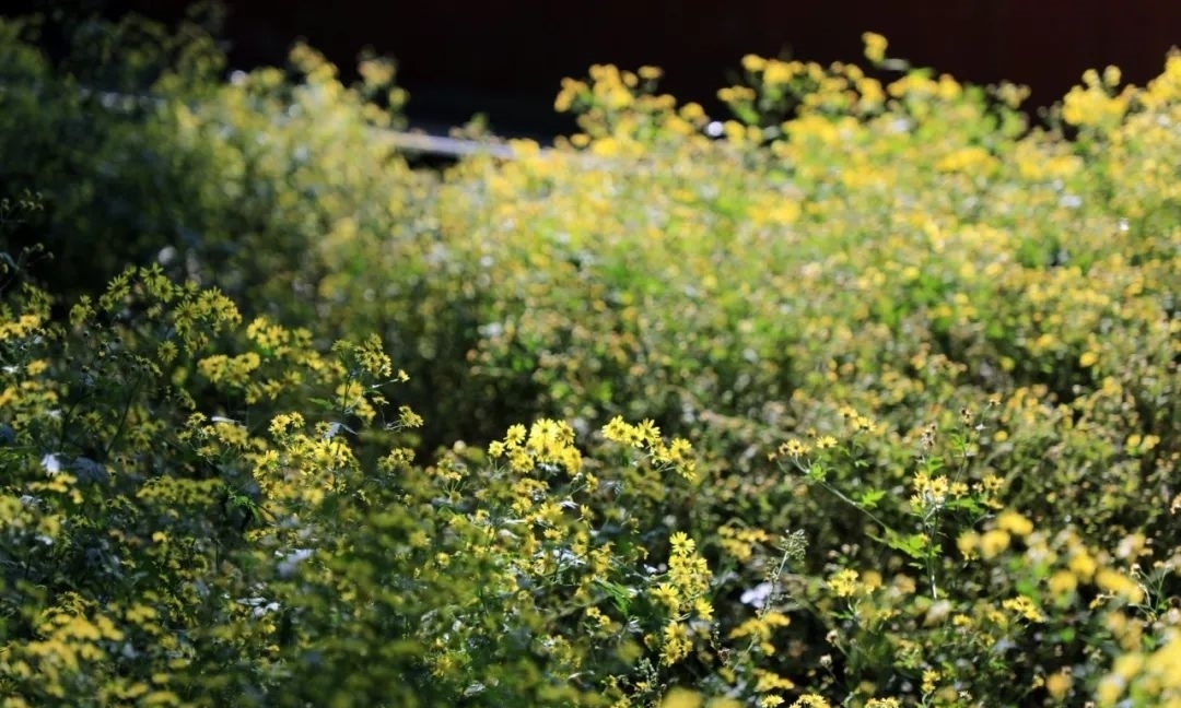 甘菊|野趣盎然 甘菊之美