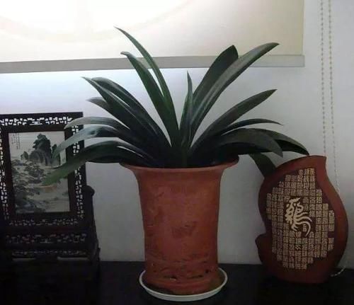 浇君子兰加“3种肥水”,养2年不烂根,土壤疏松透气、肥沃促花