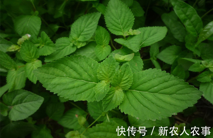 野草|农村里常见的一种野草，有人讨厌有人喜欢，原来用途那么多