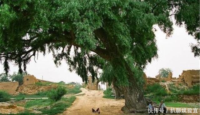 种在家中|古人云“五树进宅,人穷家败”,说的是哪5种树?