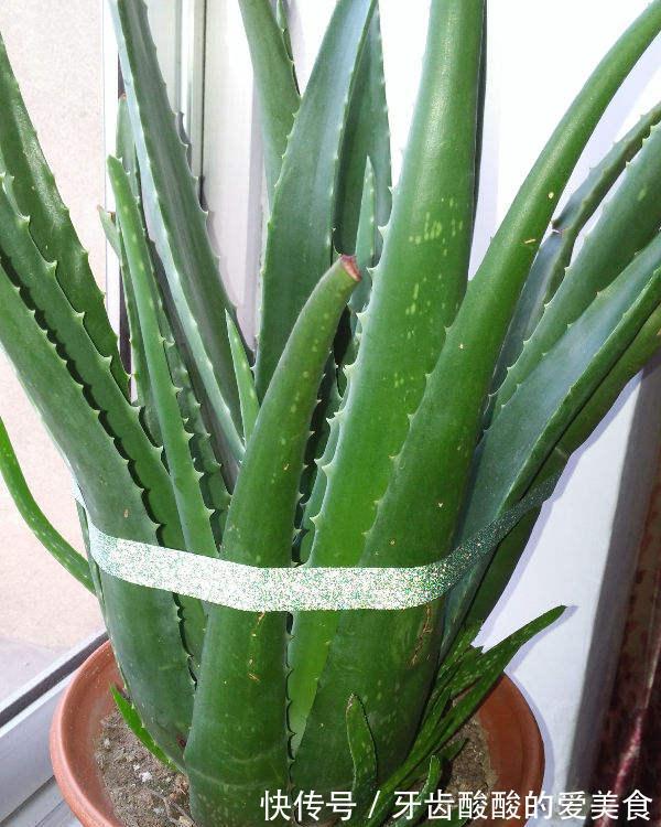 芦荟|6种“女人花”能吃又好闻,采花泡茶养容颜,女人养花,花养美女