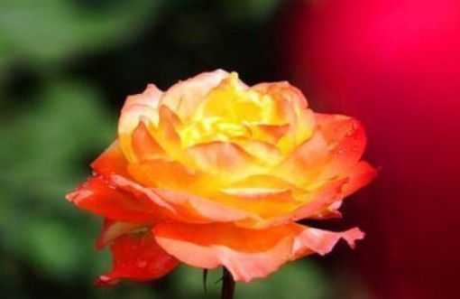 新手养花，不如养盆花中精品“宠爱小姐”，金蕊红裙，颇感娇艳