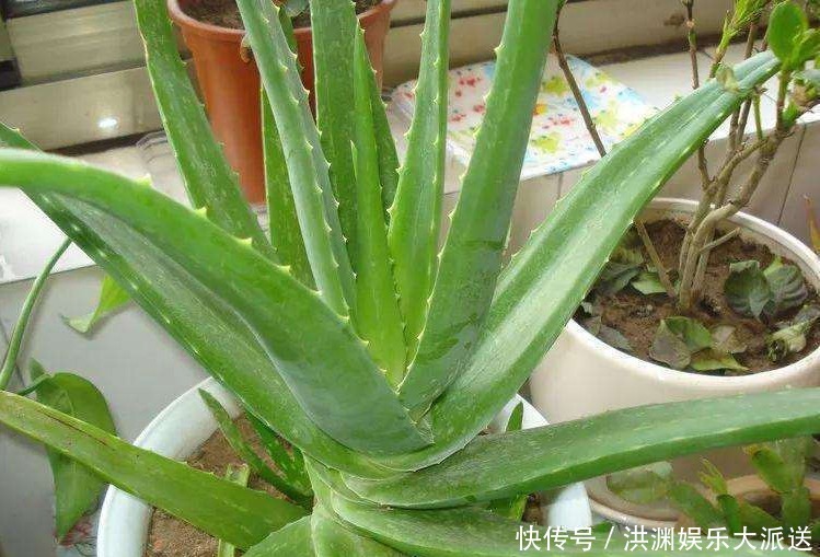 身心|“2种”花再贵也要养,老人孩子都健康,还能修身养性,怡养身心