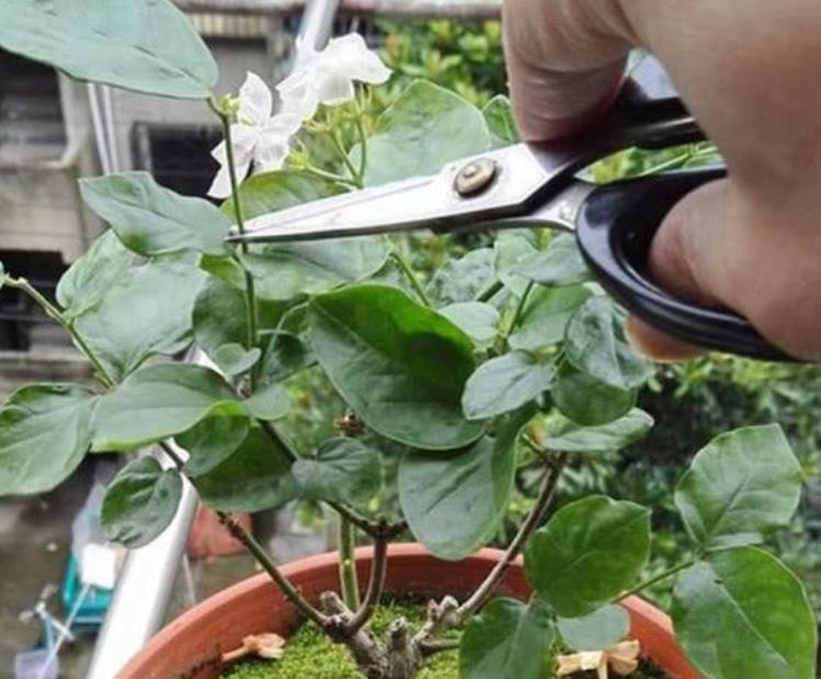 茉莉花还不开花赶紧做这一步,开花多一倍,满屋飘香