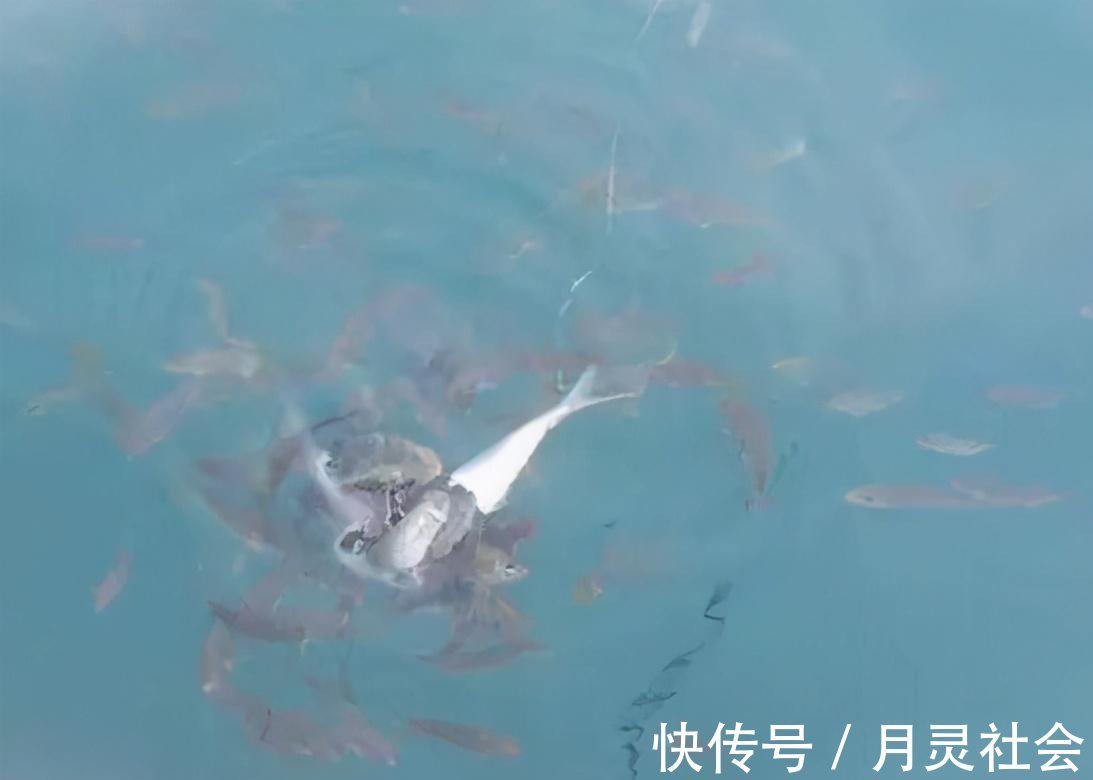 钓大鱼,如何避免小鱼闹窝?五招解决,所有水域通用