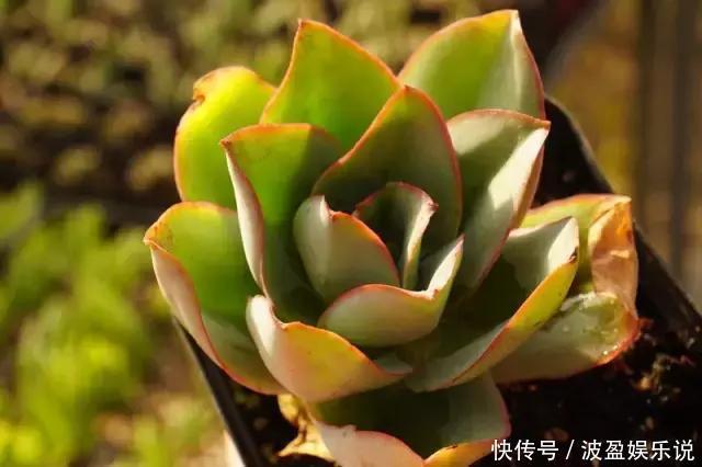 多肉|几天不打理，多肉全都有了“白胡须”，这该怎么办需要剪掉吗