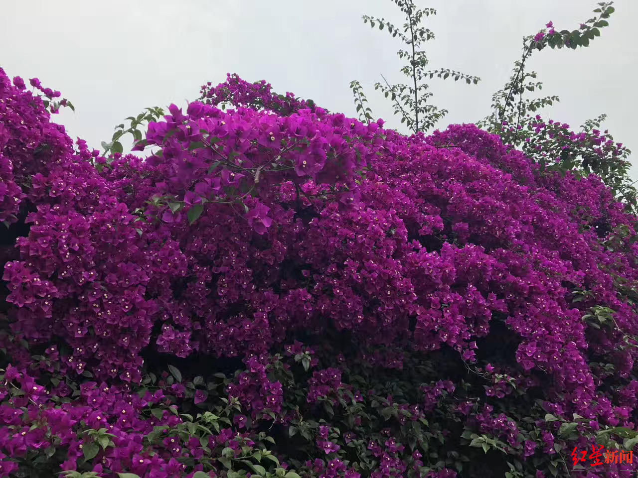 花花花花花~且看公园城市的“花月令”