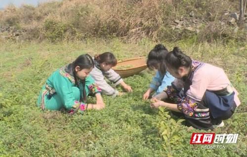 舌尖上的乡愁——凤凰苗家山寨“社饭”香