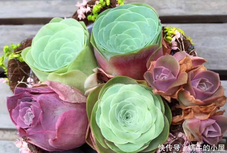 多肉山地玫瑰夏季都会休眠,那么什么时候给它们断水比较合适呢?