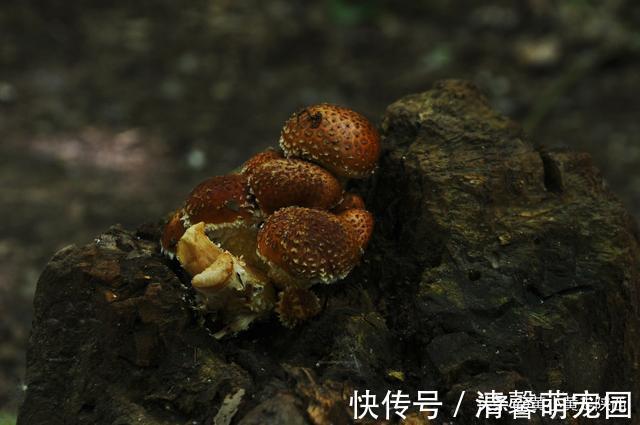 秦岭大山|好诡异！独自徒步空无一人的秦岭大山，突然出现一栋荒废的老屋