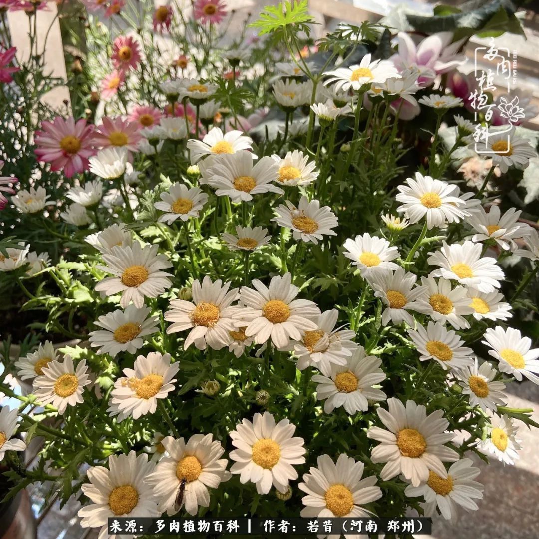 迷你小院儿，种满多肉、花草和蔬果，沉醉在自己的世外桃源！