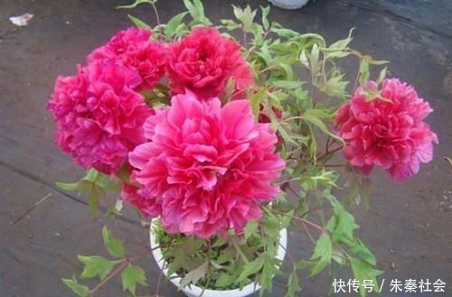 什么松针土、腐叶土都不如这种土,土壤疏松又肥沃,养啥都爆盆!