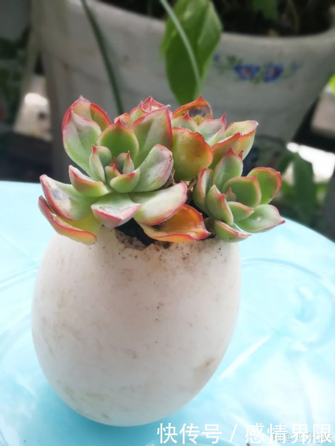 多肉盆栽猪肉这么贵,骨头洗干净种多肉,比花盆还好看