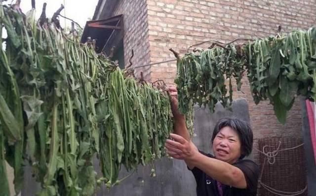 高二女生,因一壶蒲公英水,被送入医院,蒲公英泡水,有4大禁忌