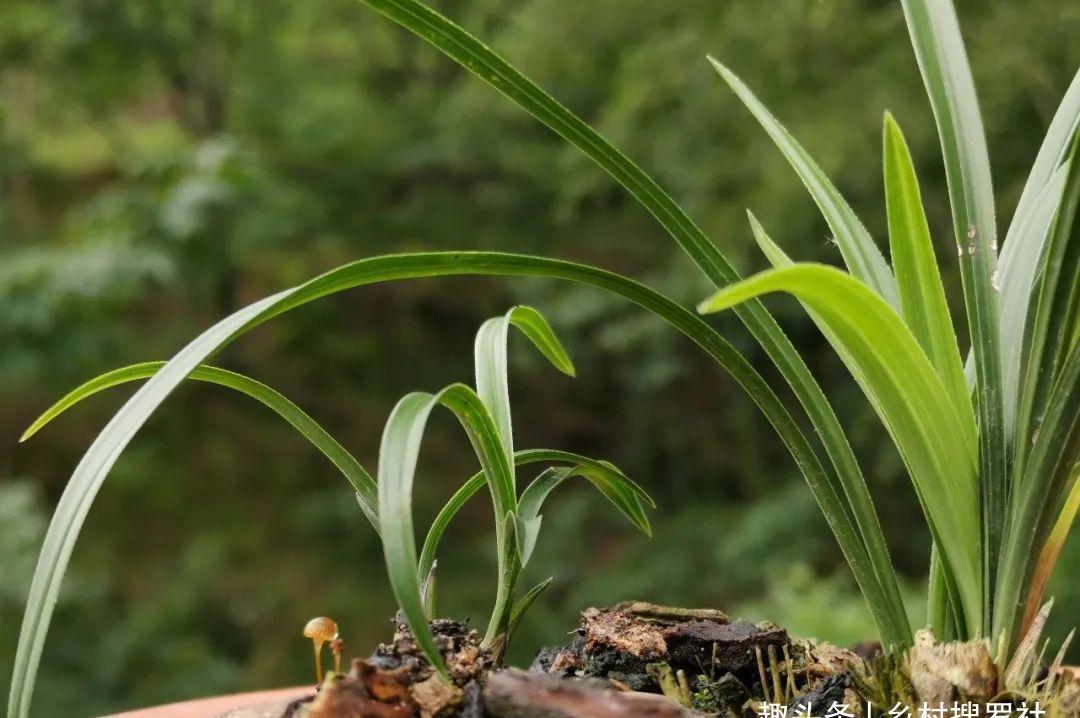 什么是兰花老芦头?如何快速育苗?这样操作,比花钱的营养土更好