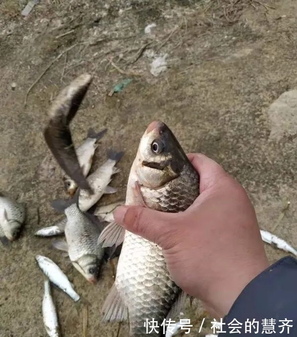 钓位|本味三兄弟,助我擒板鲫!