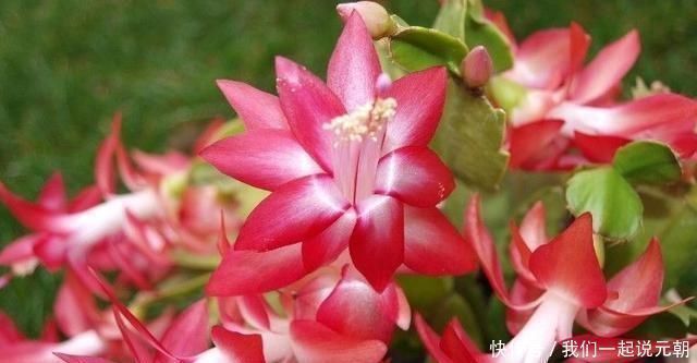 给蟹爪兰“晒太阳”,注意“1点”,新芽多,颜色深,开花就爆盆