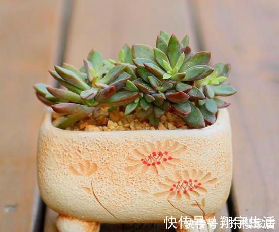 根系|天越来越冷,多肉应该如何正确浇水?几招好方法,易上手、好操作