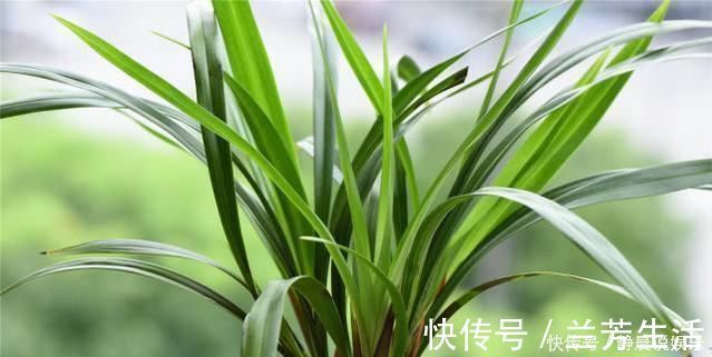 兰菌|老前辈养兰花,盆里撒把粉,兰花呼呼长,叶子厚绿油亮,不烂根