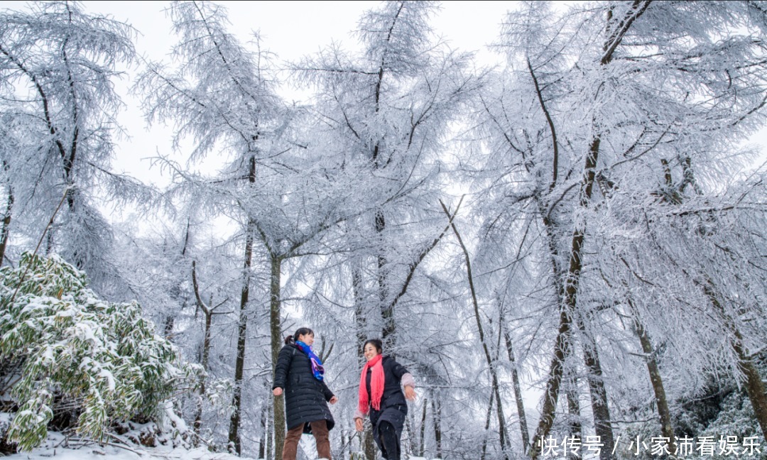 重庆主城|下雪了！雪玉山今冬第一场雪已“到货”，美景刷爆朋友圈！