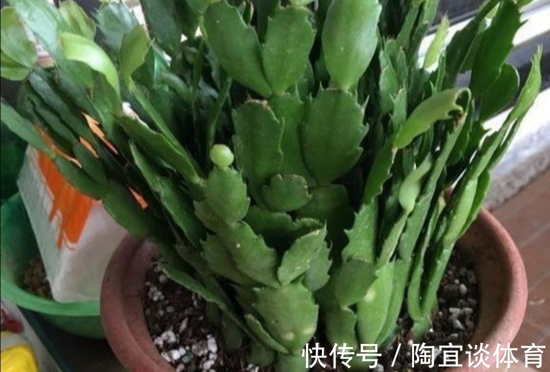 家中养蟹爪兰，夏天有“3怕”，提前了解好，才能安全度夏