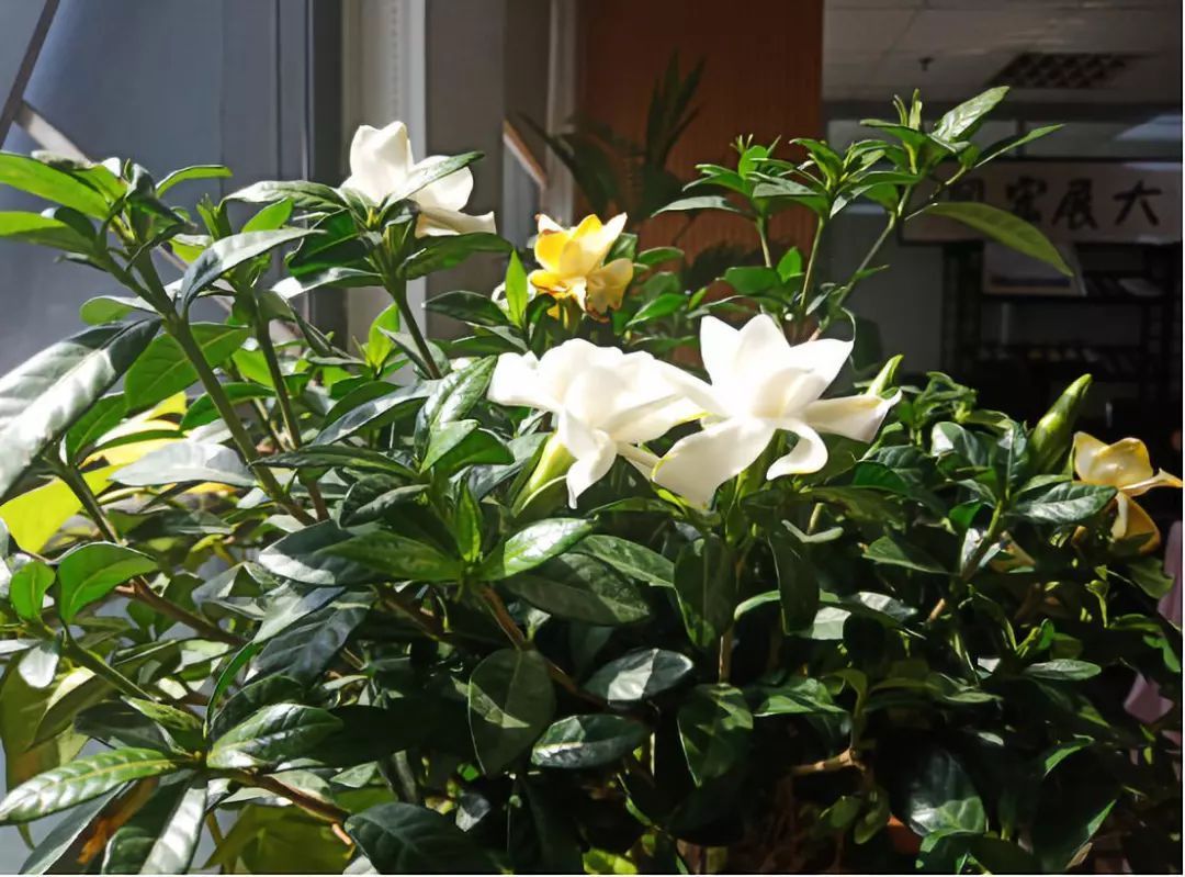 自制养花杀菌水,7天浇一勺,虫子全死光,再也不黄叶!