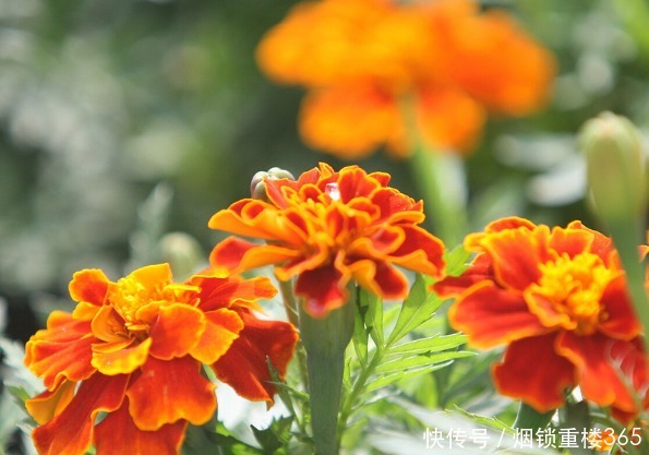 此花是健康长寿的代表,花色丰富艳丽多彩,看一眼忘也忘不掉