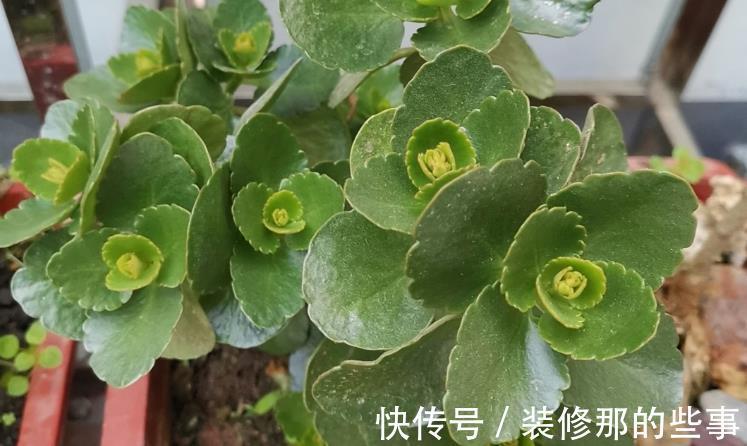 休眠期|夏季长寿花要休眠,但出现这些情况,一忽视就只能收获空盆