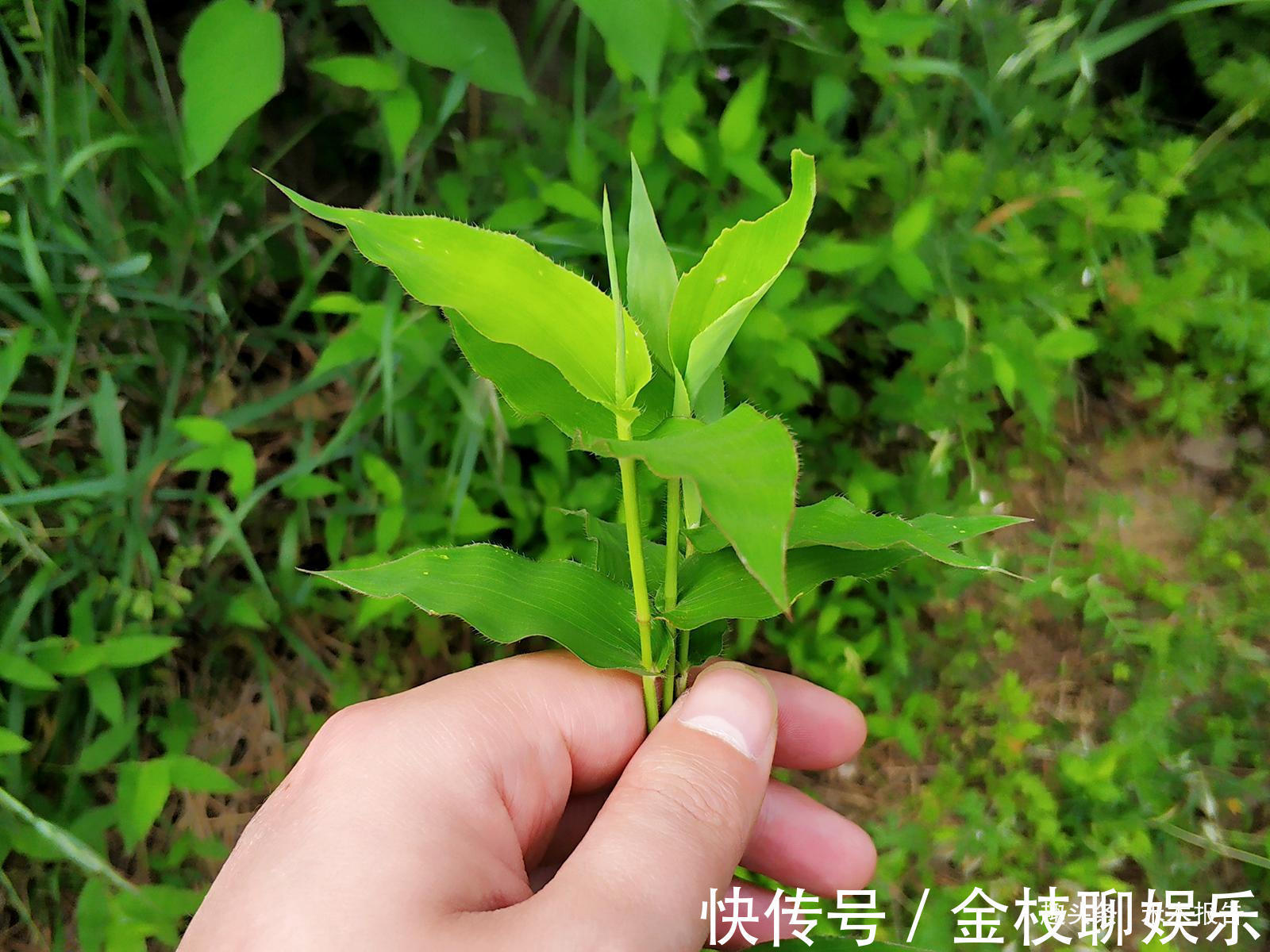 帝王草|长得像竹叶，常用来喂牛，殊不知古代皇帝才能用，人称“帝王草”