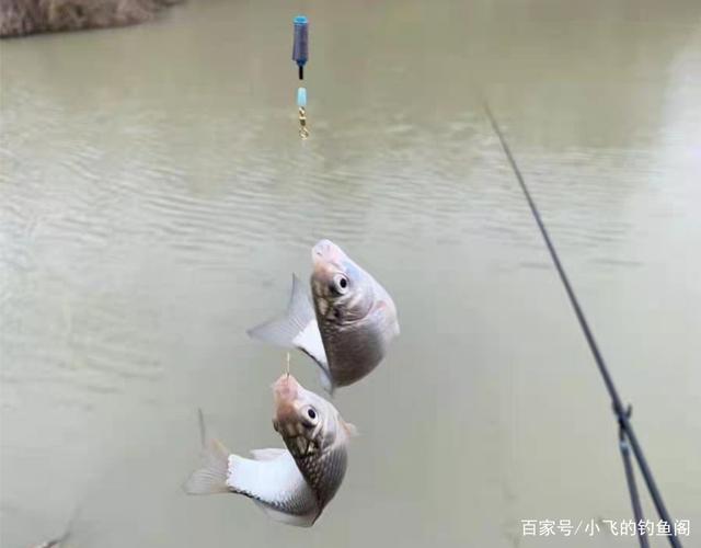 鱼越钓越小是一种信号,野钓中碰到要注意,得赶紧做出调整