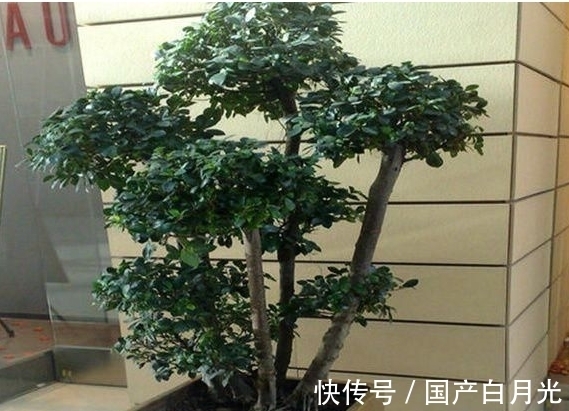 元宝树|农历8月初9白露后，养什么植株？以下3种植株，财源广进富贵吉祥