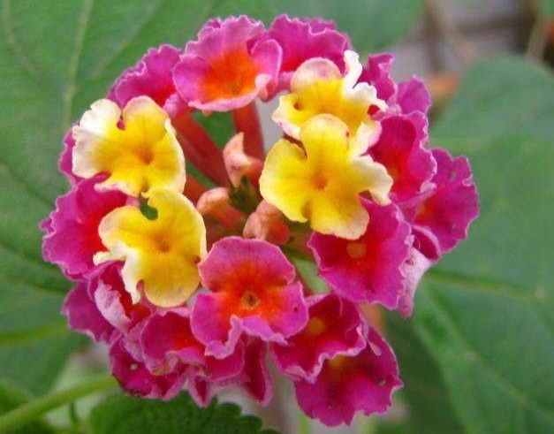 此花花姿妖娆,绚丽多彩的花色呈现出神秘莫测之感,极其耀眼夺目