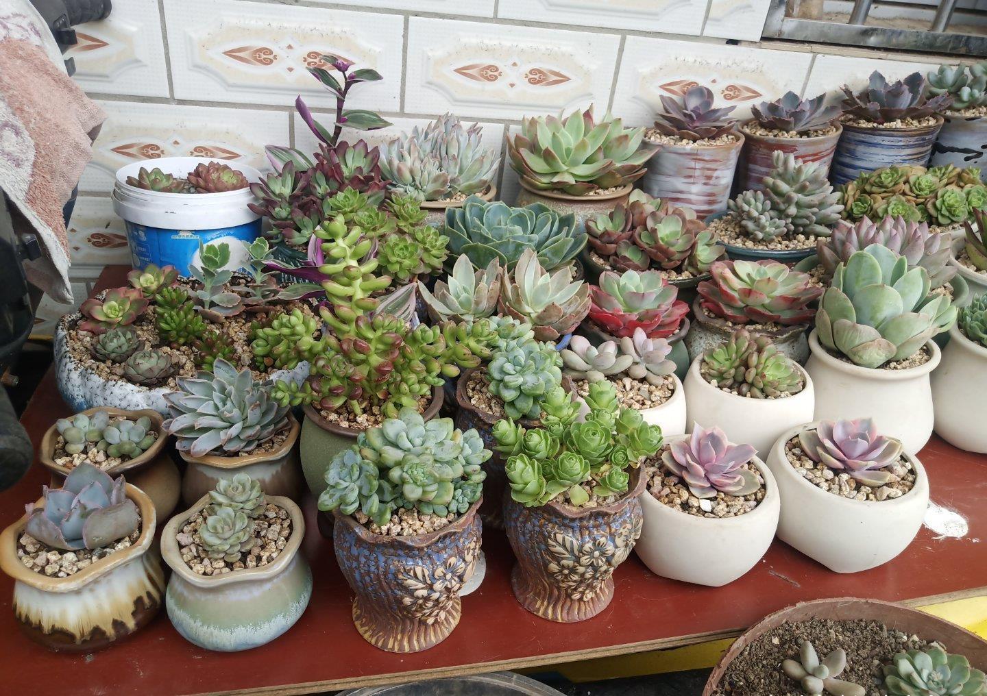 老桩|想把多肉养成悬崖桩,满足“三要求”,遇水疯长,爆崽一堆小崽