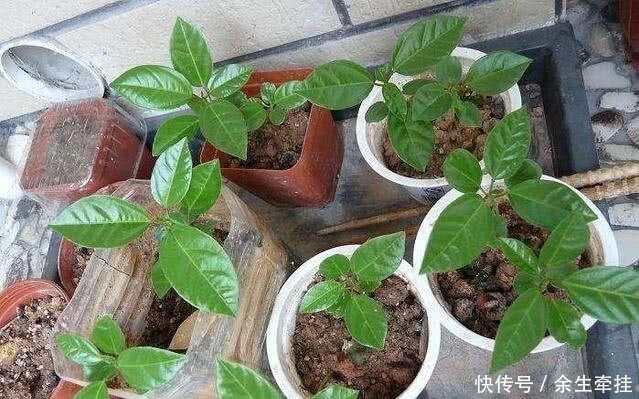 街上一斤10元，其实只要一粒籽就能在家盆栽，一年四季都结果！