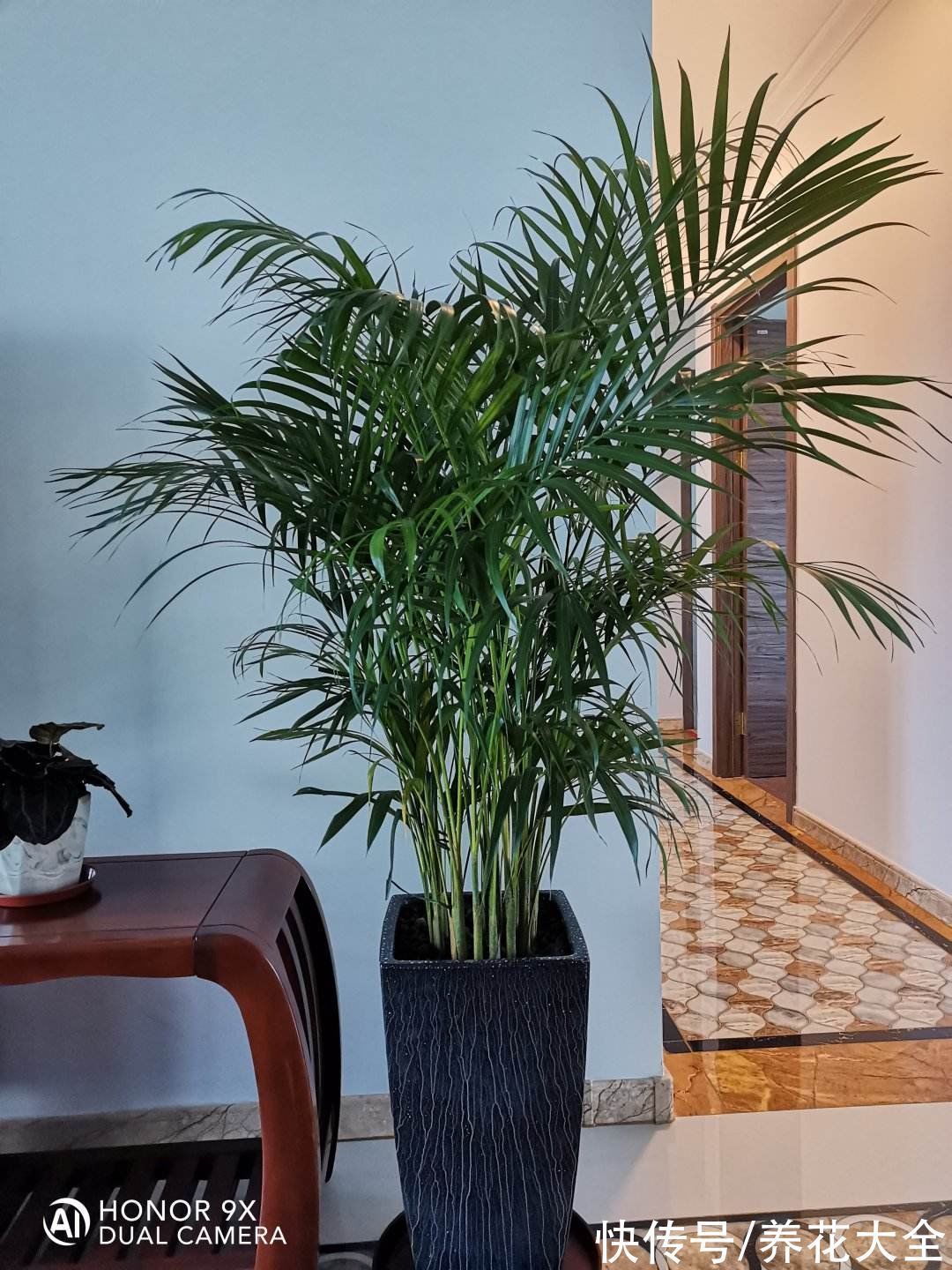 30种观叶植物,能观赏也净化空气,总有一种你养过