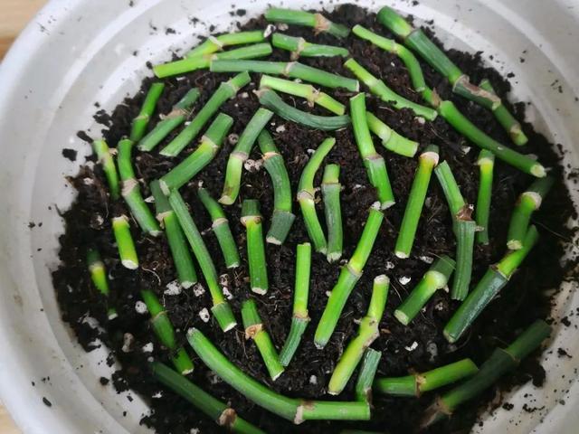 叶子|嫌花长的丑,趁现在砍头,满盆都是新叶子!