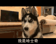 |搞笑GIF:养了这么只哈士奇,主人是崩溃的吧
