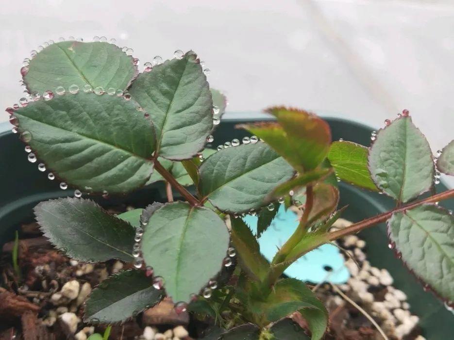 花叶子噗噗冒水珠,恭喜你,把花养灵了!