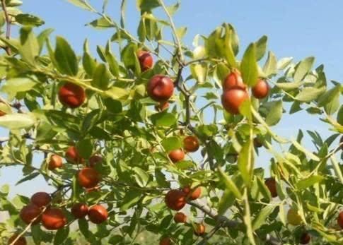 葵花子|失眠的“克星”找到了!每天吃一点,养神助眠,每天睡得香