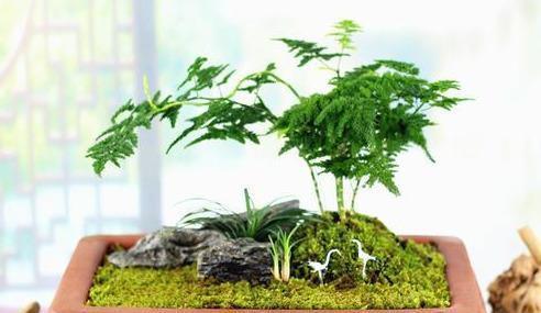 云竹|文竹的孪生兄弟“云竹”,这样区别养护,别受骗了