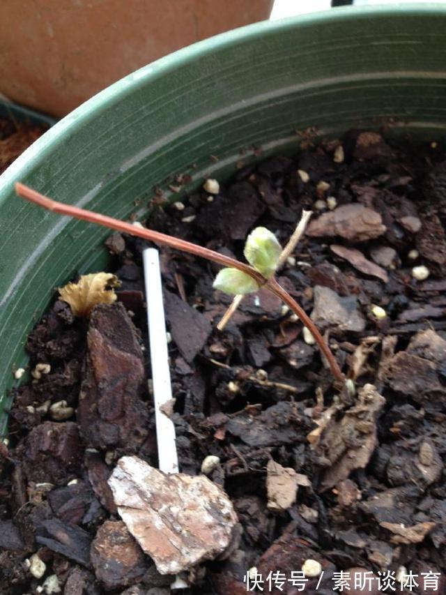 施肥|她养铁线莲,每年早做三件事,从不为开花发愁,今年我要向她学习