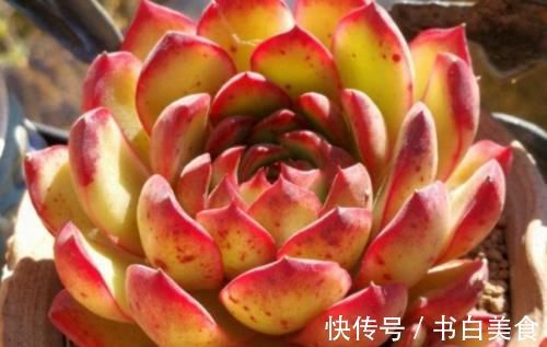 多肉宝丽安娜长期带红边,冬天稍微晒一下太阳叶片血红,你不养一棵吗?