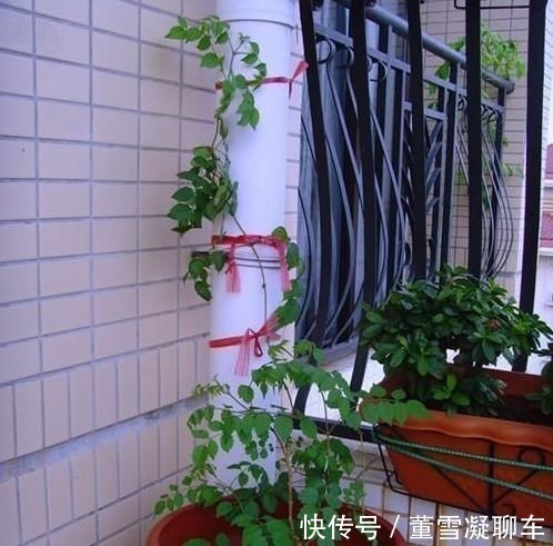 虎皮兰土里加这1种东西,不用再施肥,叶片都能蹭蹭长1米多高