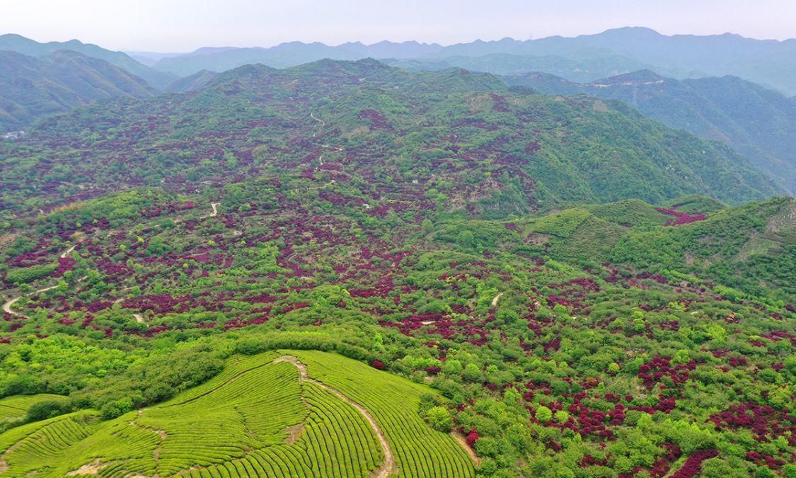 宁波红枫欣赏地，大俞、北溪、唐田，红枫绚烂