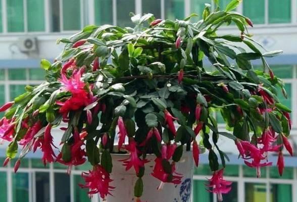 蟹爪兰|蟹爪兰茶花栀子花老是落蕾，学会这招分分钟开花