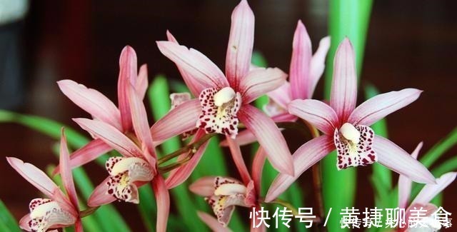 入夏|兰花土加“一料”,安全度夏不烂根,猛窜笋芽,独苗变群兰老桩!