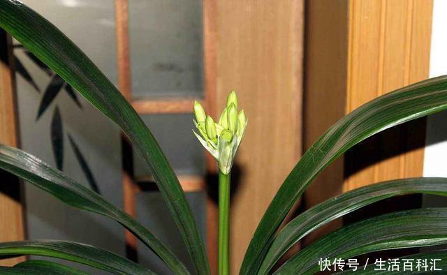君子兰|君子兰总活不过夏天,这3个方面没有做好,每一个都很致命