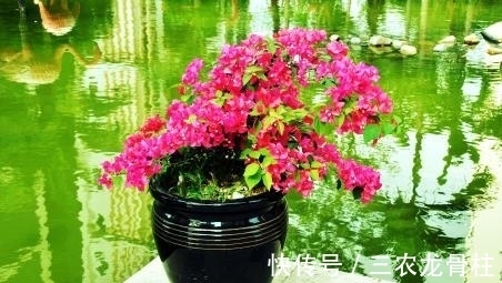 三角梅|三角梅的种植技巧